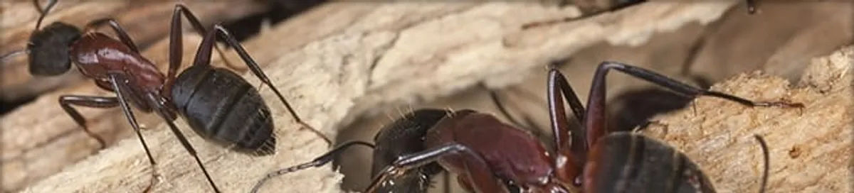 Close-up of ants on wood showing an active ant infestation in Cedar Rapids, IA