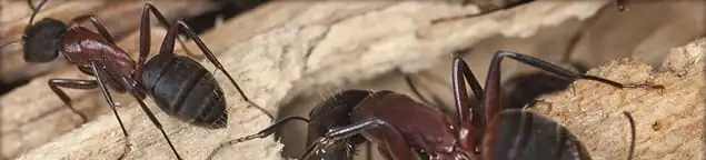 Close-up of ants on wood showing an active ant infestation in Cedar Rapids, IA