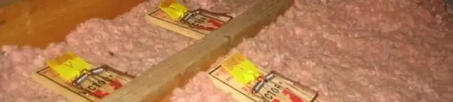 Mouse traps placed in an attic for rodent control in Cedar Rapids, IA