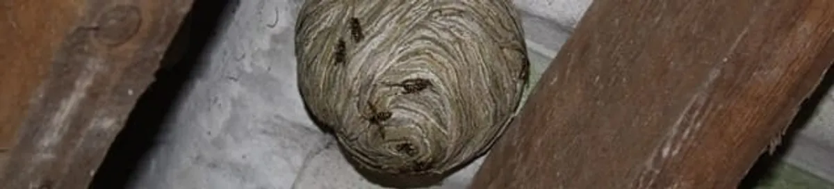 Wasp nest in an attic space, a common home infestation risk in Cedar Rapids, IA