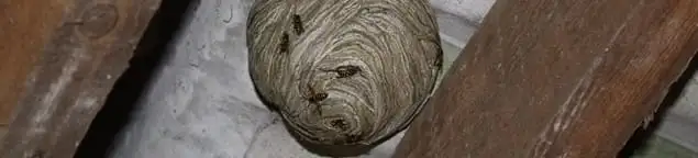 Wasp nest in an attic space, a common home infestation risk in Cedar Rapids, IA