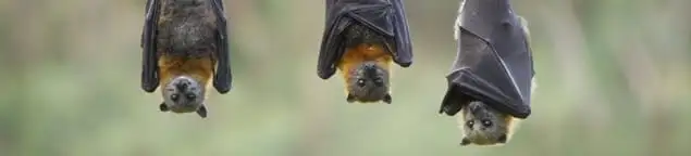Bats roosting together, a common sign of a bat infestation in Cedar Rapids, IA