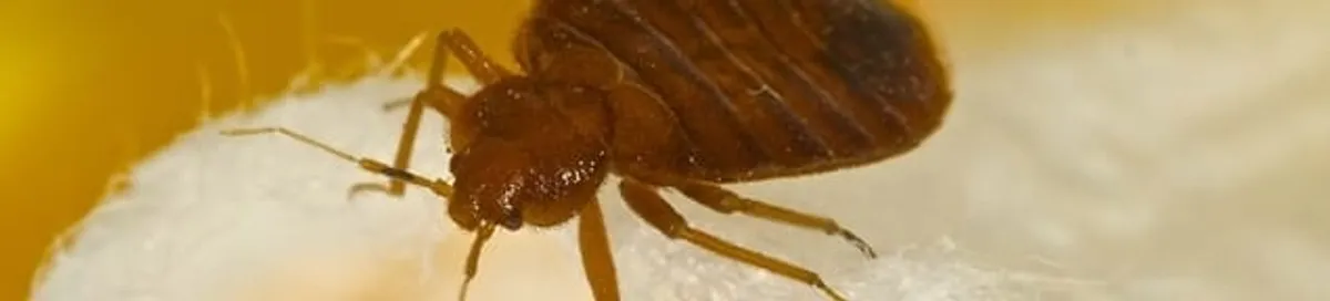 Close-up of a bed bug, a sign of an active infestation in Cedar Rapids, IA