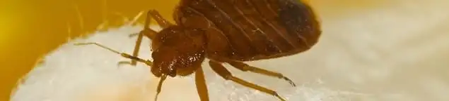Close-up of a bed bug, a sign of an active infestation in Cedar Rapids, IA