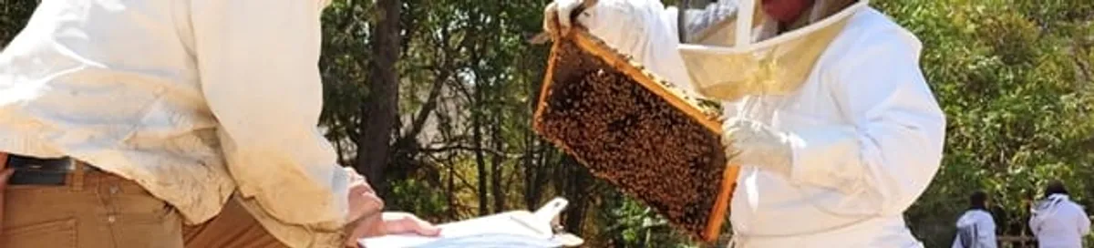 Bee removal specialists relocating a hive and honeycomb safely in Cedar Rapids, IA