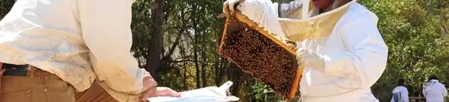 Bee removal specialists relocating a hive and honeycomb safely in Cedar Rapids, IA