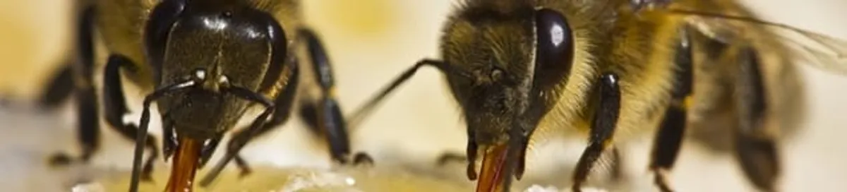 Close-up of honey bees, a sign of a nearby hive in Cedar Rapids, IA