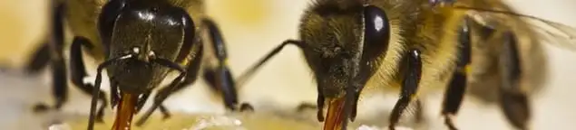 Close-up of honey bees, a sign of a nearby hive in Cedar Rapids, IA