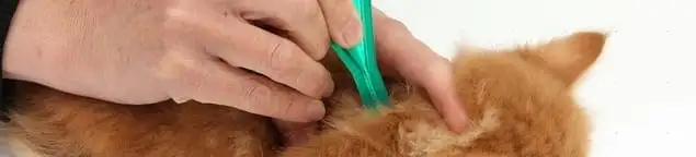 Flea treatment for pets using a flea comb, a sign of flea problems in Cedar Rapids, IA