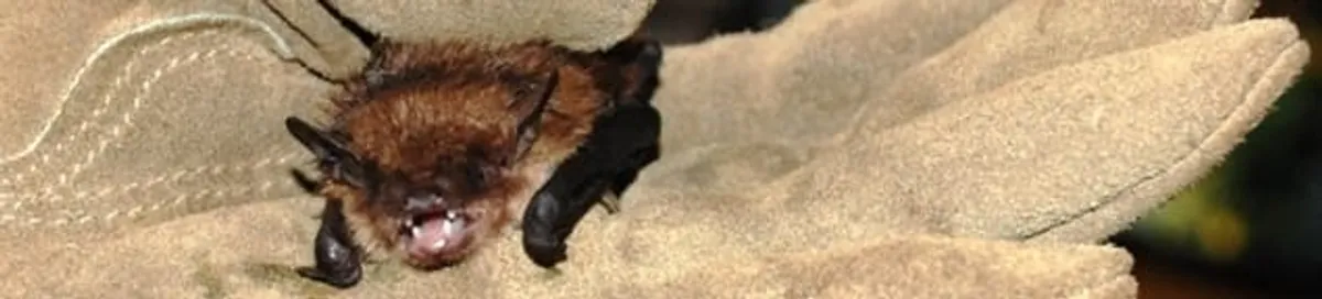 Bat removal specialist holding a bat safely during humane exclusion in Cedar Rapids, IA