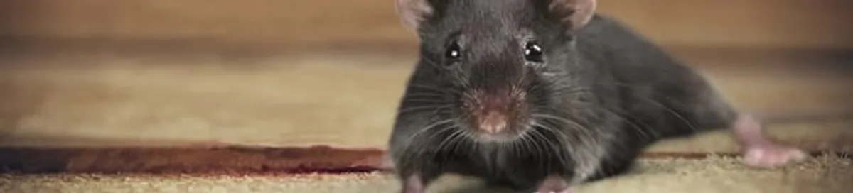 Mouse indoors, a common sign of a rodent infestation in Cedar Rapids, IA