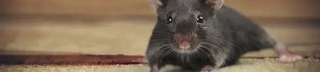 Mouse indoors, a common sign of a rodent infestation in Cedar Rapids, IA