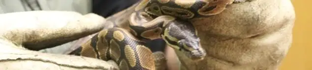 Snake removal specialist safely handling a snake with protective gloves in Cedar Rapids, IA