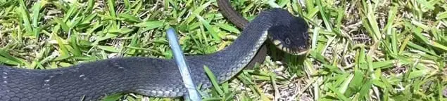 Snake in a yard, a common sign of a snake problem near a home in Cedar Rapids, IA