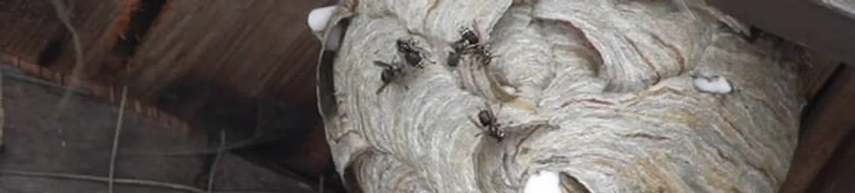 Close-up of a wasp nest with active wasps, a sign of an infestation in Cedar Rapids, IA