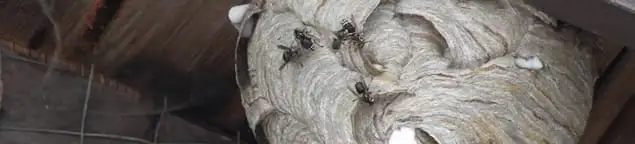 Close-up of a wasp nest with active wasps, a sign of an infestation in Cedar Rapids, IA